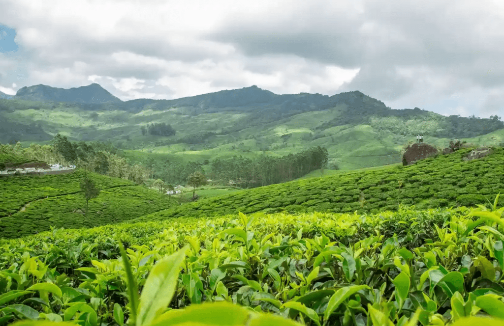 Essence of Kerala + Madurai Tour